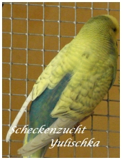 1.0 Spangle Dunkelblau AGG