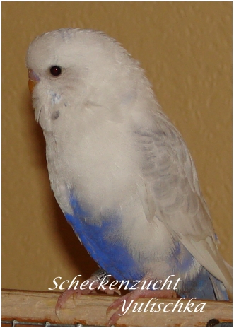 Sorka